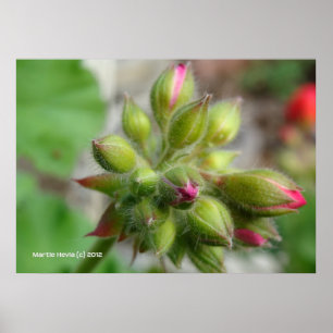 Póster Buds Geranium