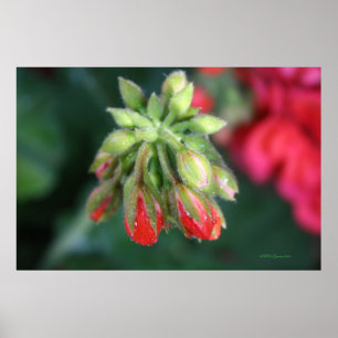 Póster Buds Geranium