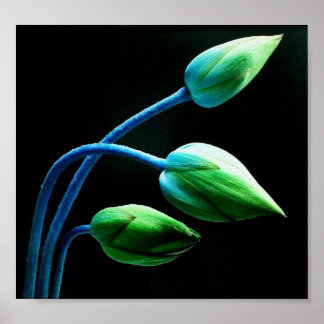 Póster Buds Lotus