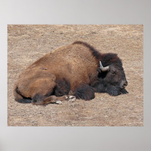 Poster Búfalo de água asiático doméstico