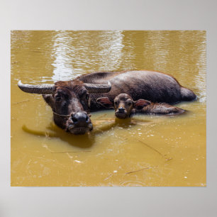 Poster Búfalo e Calf