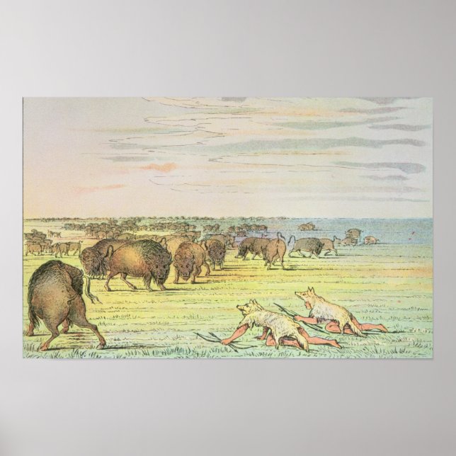 Póster Búfalo em estaque (Frente)