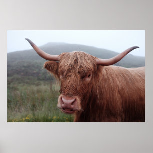 Poster Búfalo-marrom em Duirinish, Reino Unido