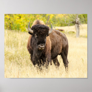 Póster Búfalo selvagem em um campo