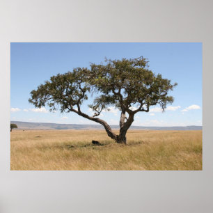 Póster Búfalo sob a árvore da acácia