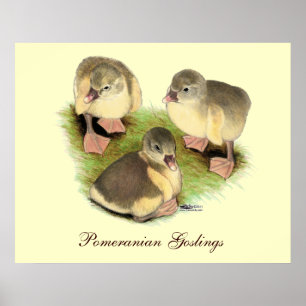 Poster Buff Pomeranian Goslings