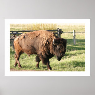 Póster Buffalo