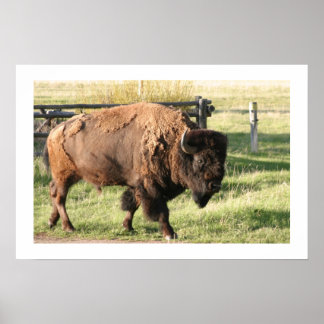 Póster Buffalo