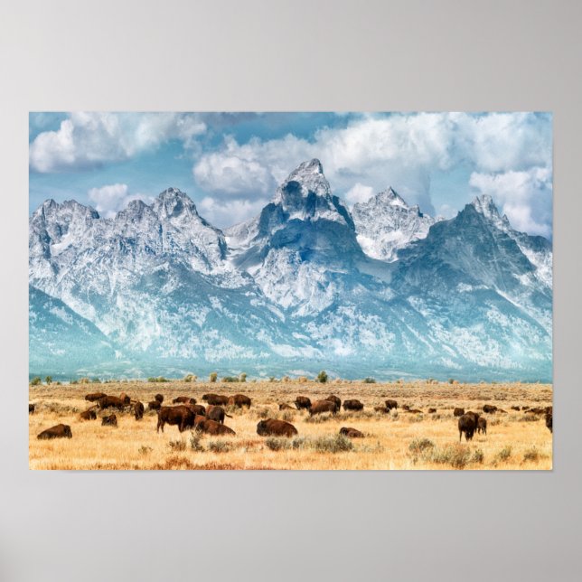 Poster Buffalo Abaixo das Montanhas Grand Teton (Frente)