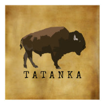 Buffalo Americano Nativo | Bison | Desenho de Tata