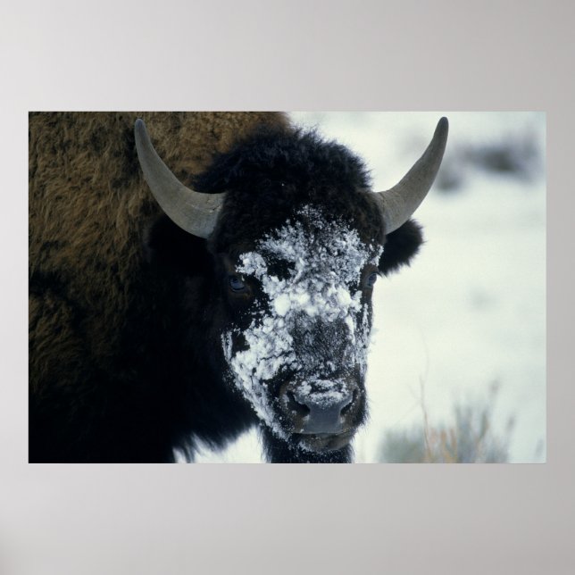 Poster Buffalo coberto por neve (Frente)