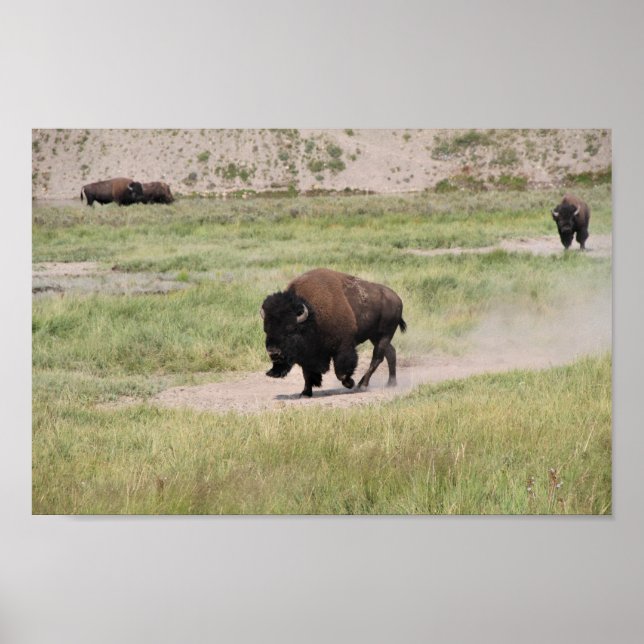 Poster Buffalo em movimento, fotografia (Frente)