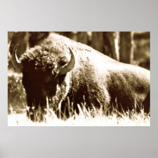 Póster Buffalo em Yellowstone