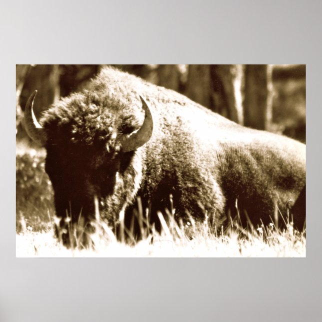 Póster Buffalo em Yellowstone (Frente)