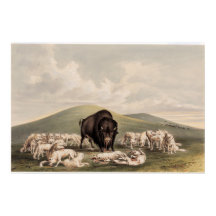 Buffalo Hunt, Lobos Brancos Atacando um Buffalo