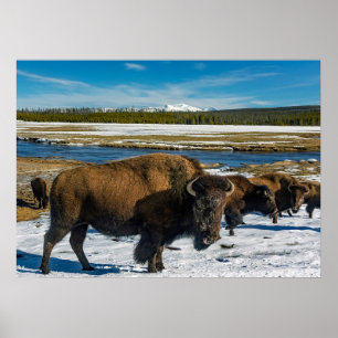 Poster Buffalo na neve