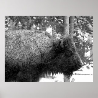 Poster Buffalo no Parque Nacional de Yellowstone