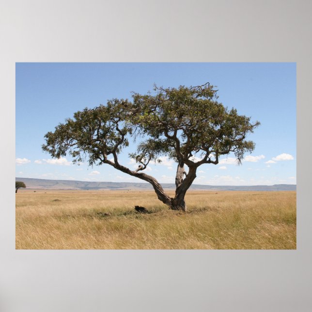 Póster Buffalo sob acácia (Frente)