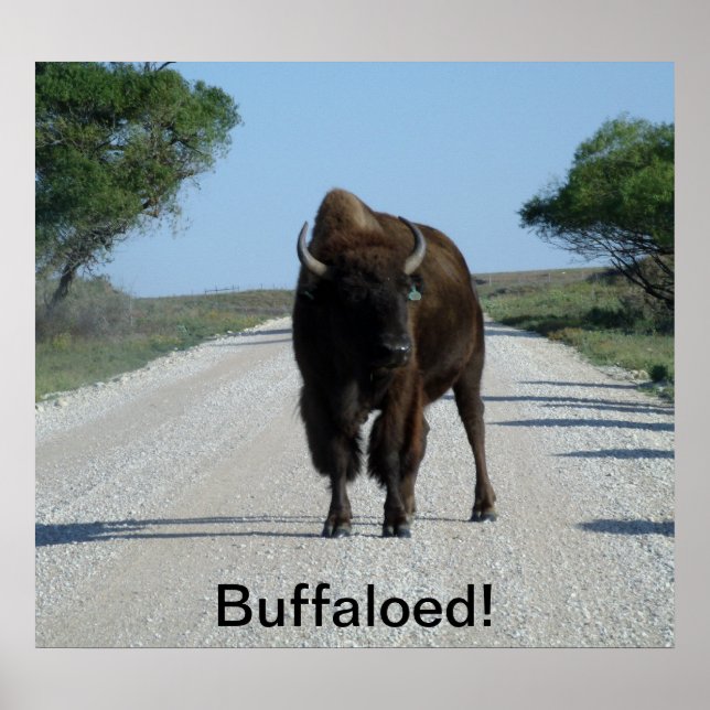 Poster Buffaloed! (Frente)