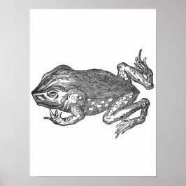 Poster Bufo Rana aka Cane Toad