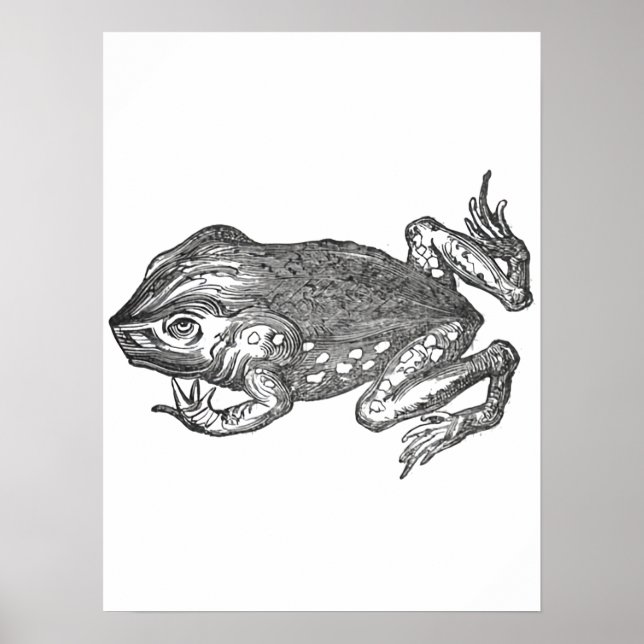 Poster Bufo Rana aka Cane Toad (Frente)