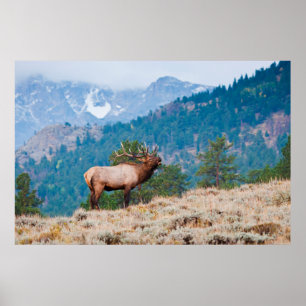 Póster Bugido de Touro de Alce (Cervus Elephus)