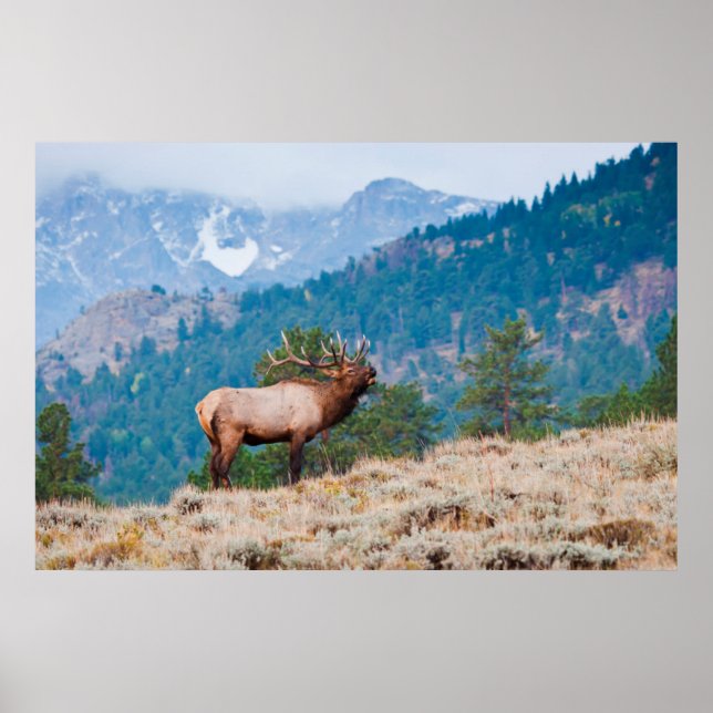 Póster Bugido de Touro de Alce (Cervus Elephus) (Frente)