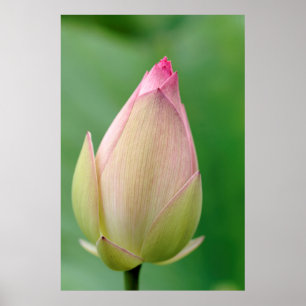 Poster Bulbo de Nenúfar Fechado, Jardim Botânico de Durba