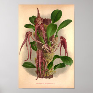 Poster Bulbophyllum Grandiflorum Pomares De Vintage