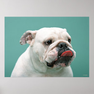 Poster Buldogue