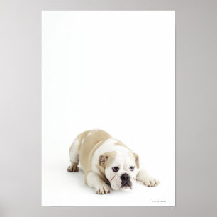 Póster Buldogue branco e tan