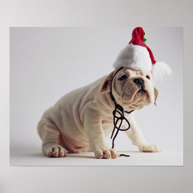 Póster Buldogue Cachorro Vestindo Papai Noel (Frente)