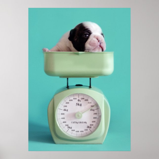 Póster Buldogue Francês (Frente)