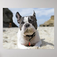 buldogue francês