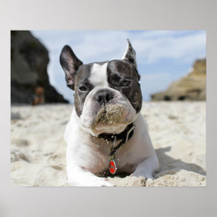 Poster buldogue francês
