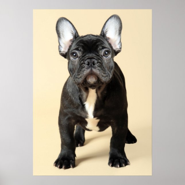 Poster Buldogue Francês (Frente)