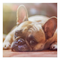 buldogue francês