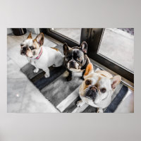 Buldogue francês