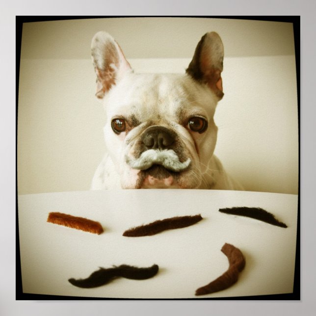 Poster Buldogue Francês Com bigode (Frente)