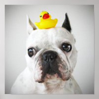Buldogue Francês com Pato de Borracha