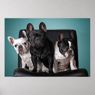 Poster Buldogue francês na cadeira