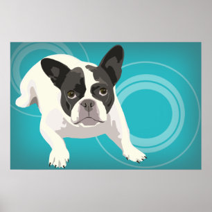 Poster Buldogue francês preto e branco no fundo azul