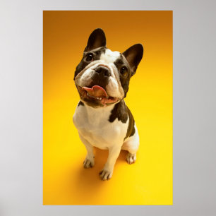 Póster Buldogue francês que olha acima