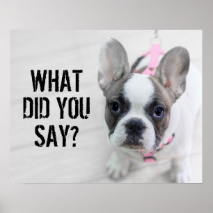 Póster Buldogue francês Sassy