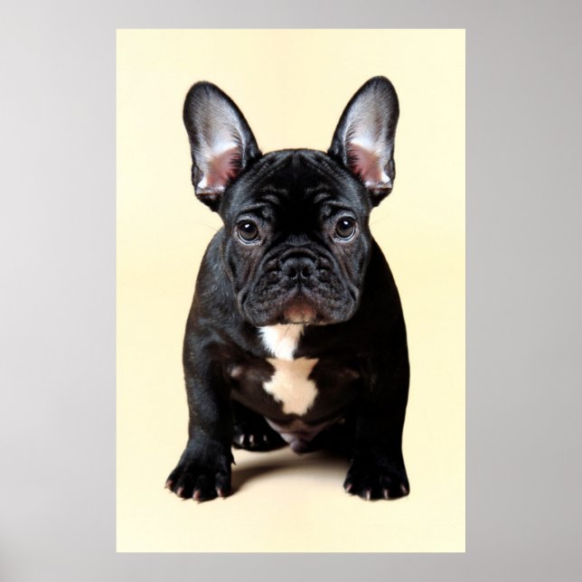 Póster Buldogue Francês Sentado (Frente)