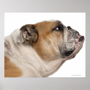 Poster Buldogue inglês (6 anos velho)