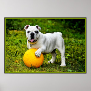 Poster Buldogue Inglês c/ Ball