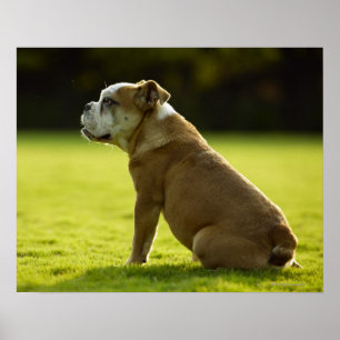 Póster Buldogue no campo