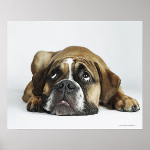 Póster Buldogue velho de Dorset Tyme