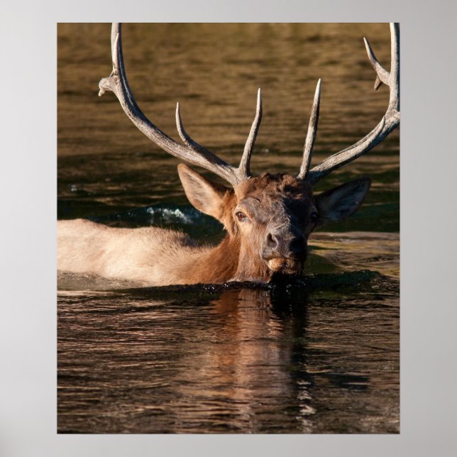 Póster Bull Elk (Frente)
